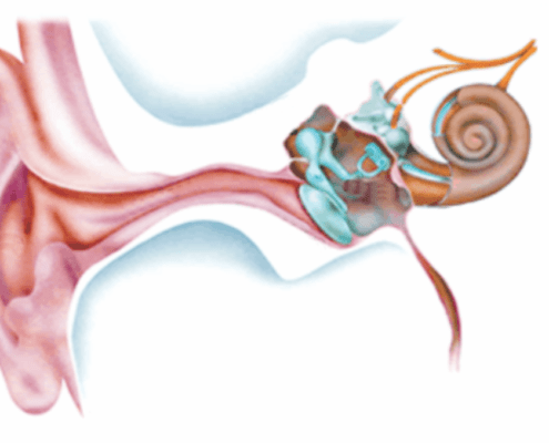 Ear Diagram